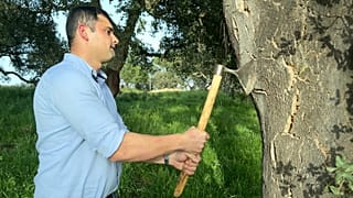 Fábio Mendes, a cork harvester, hits a cork oak with his axe.