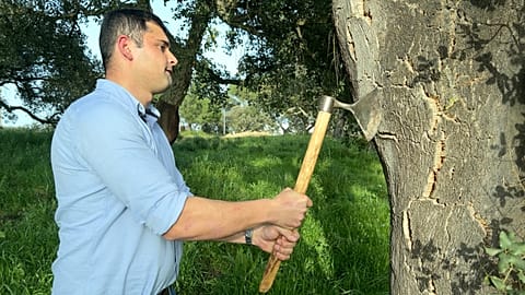 Fábio Mendes, a cork harvester, hits a cork oak with his axe.
