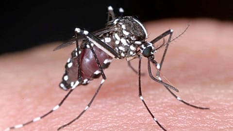 This undated photo released Wednesday, Aug. 27, 2014, by National Institute of Infectious Diseases via Kyodo News, shows a tiger mosquito.