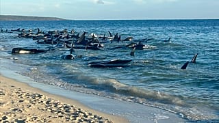 Bis zu 160 Grindwale sind an der westaustralischen Küste, in der Nähe der Touristenstadt Dunsborough gestranet.