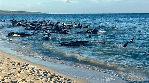 Bis zu 160 Grindwale sind an der westaustralischen Küste, in der Nähe der Touristenstadt Dunsborough gestranet.