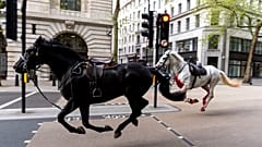 Dos caballos sueltos, uno cubierto de sangre, corren por las calles de Londres cerca de Aldwych
