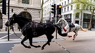 Two horses on the loose, one covered in blood, bolt through the streets of London near Aldwych