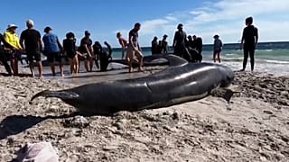Various of stranded whales and rescuers