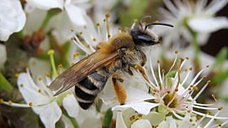 The grey-banded Mining Bee is in danger of decline along with countless other insects