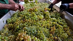 Arbeiter kontrollieren weiße Sauvignon-Trauben, um die trockenen Blätter im Grand Cru Classe de Graves des Château Carbonnieux zu entfernen.