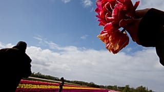 A field of tulips near Lisse, western Netherlands.