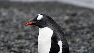 Un pingüino pasea por la playa de la Isla Rey Jorge, en la Antártida, noviembre de 2023.