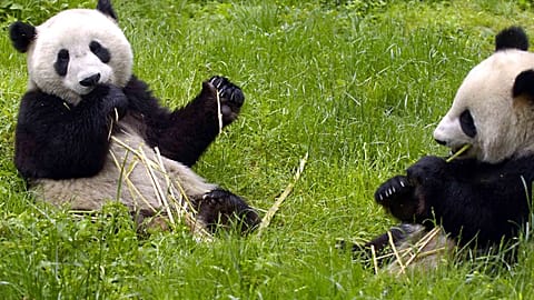Imagen de unos pandas.