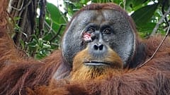 Ein Orang-Utan scheint eine Wunde mit Medikamenten aus einer tropischen Pflanze behandelt zu haben.
