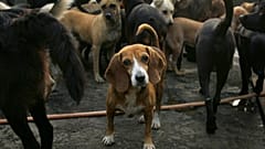 Laut einer gefälschten Schlagzeile des irischen Fernsehsenders RTÉ hat Irland über 100 Millionen Euro für ukrainische Haustiere bereitgestellt. Das ist falsch. 