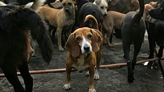 Laut einer gefälschten Schlagzeile des irischen Fernsehsenders RTÉ hat Irland über 100 Millionen Euro für ukrainische Haustiere bereitgestellt. Das ist falsch.