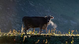 Agrifood is a bigger contributor to climate change than many think, according to the World Bank, generating almost a third of GHG emissions.