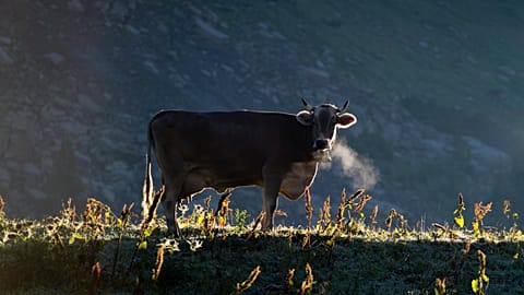 Agrifood is a bigger contributor to climate change than many think, according to the World Bank, generating almost a third of GHG emissions.