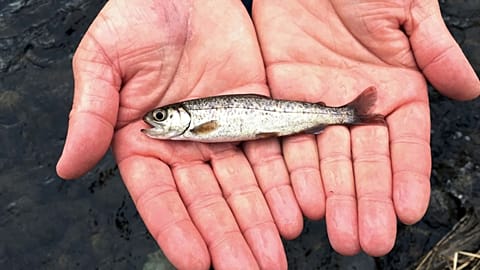 AP A juvenile coho salmon is held by a fish biologist at the Lostine River, March 2017, in Lostine, Ore. Photo/Gillian Flaccus, File