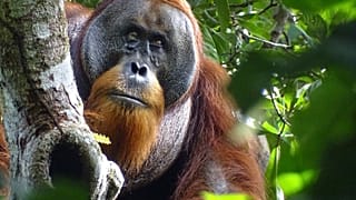 Orangutan