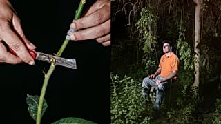 Part of the winning series 'Tropicalia', this photo shows mango shoots being prepared by a farmer who has shifted from citrus to tropical fruit growing due to climate change.