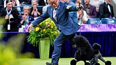 Sage, o caniche miniatura