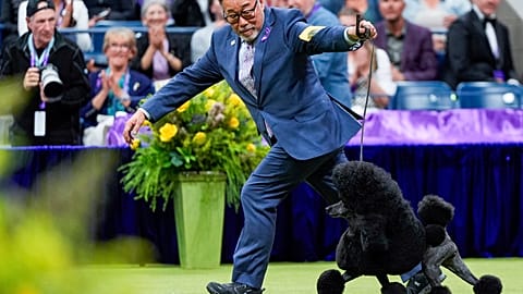 Sage, a miniature poodle, competes in the best in show competition during the 148th Westminster Kennel Club