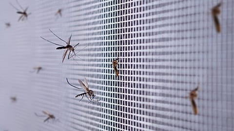 Mosquitoes infected with a dengue.