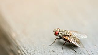 Some Spanish towns have been having a major issue with flies.