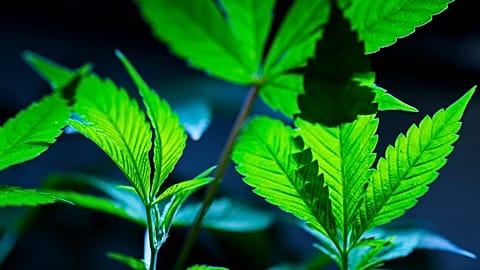 Cannabis clones are displayed for customers at Home Grown Apothecary in Oregon.