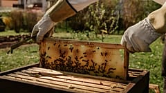 Beekeepers are having to radically rethink traditions and conventional cycles of foraging and honey collection. 