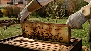 Beekeepers are having to radically rethink traditions and conventional cycles of foraging and honey collection. 