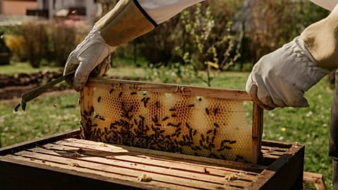 Beekeepers are having to radically rethink traditions and conventional cycles of foraging and honey collection. 