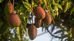Los vecinos se preguntaban por qué el ayuntamiento no plantaba árboles frutales de verdad, dado que también mitigan las altas temperaturas en verano.