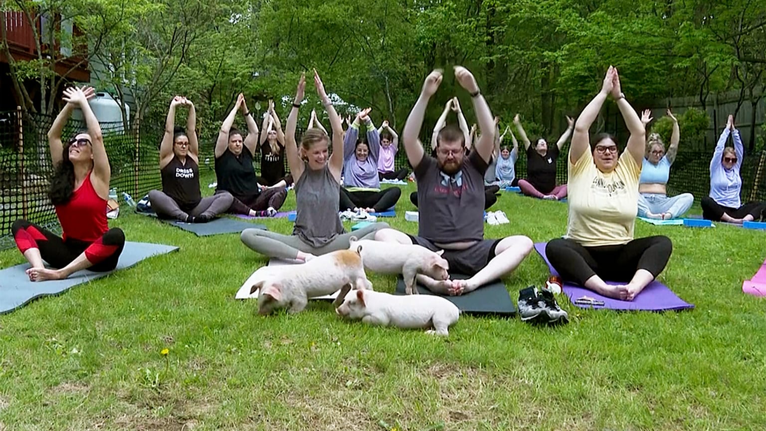 Piglets feeding on the backyard grass and interacting with yoga class participants