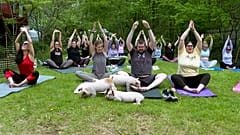 Dans cette image tirée d'une vidéo, des porcelets interagissent avec des participants à un cours de yoga, le vendredi 17 mai 2024, à Spencer, dans le Massachusetts