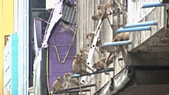 Beamte in der thailändischen Provinz Lopburi wollen das wachsende Affenproblem im Stadtgebiet in den Griff bekommen. 