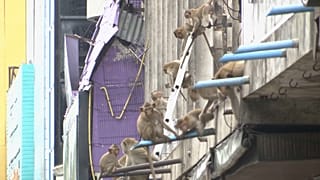 Beamte in der thailändischen Provinz Lopburi wollen das wachsende Affenproblem im Stadtgebiet in den Griff bekommen.