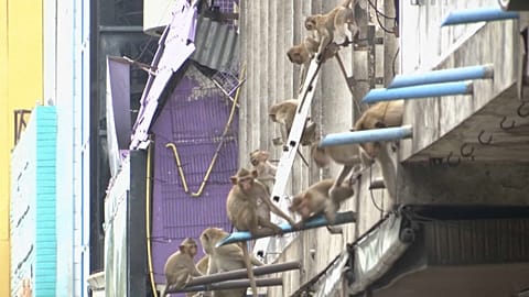 Beamte in der thailändischen Provinz Lopburi wollen das wachsende Affenproblem im Stadtgebiet in den Griff bekommen. 