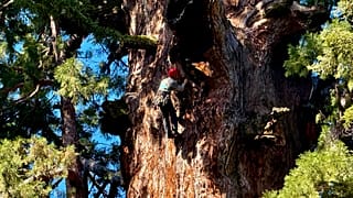 A researcher examines General Sherman, the world's largest tree, in Sequoia National Park, California.