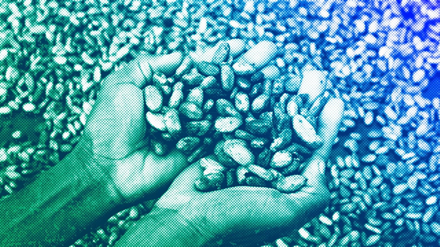 Un agricultor sostiene granos de cacao en la mano en la aldea de Bocanda, al norte de Abiyán, octubre de 2022.