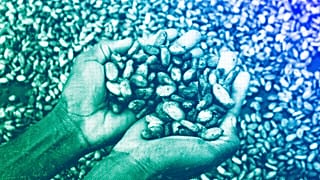 Un agricultor sostiene granos de cacao en la mano en la aldea de Bocanda, al norte de Abiyán, octubre de 2022.