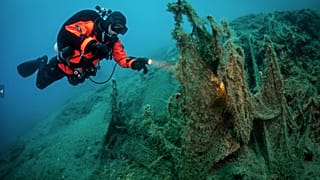 Healthy Seas