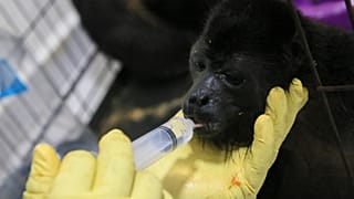 A veterinarian feeds a young howler monkey rescued amid extremely high temperatures in Tecolutilla, Tabasco state, Mexico.