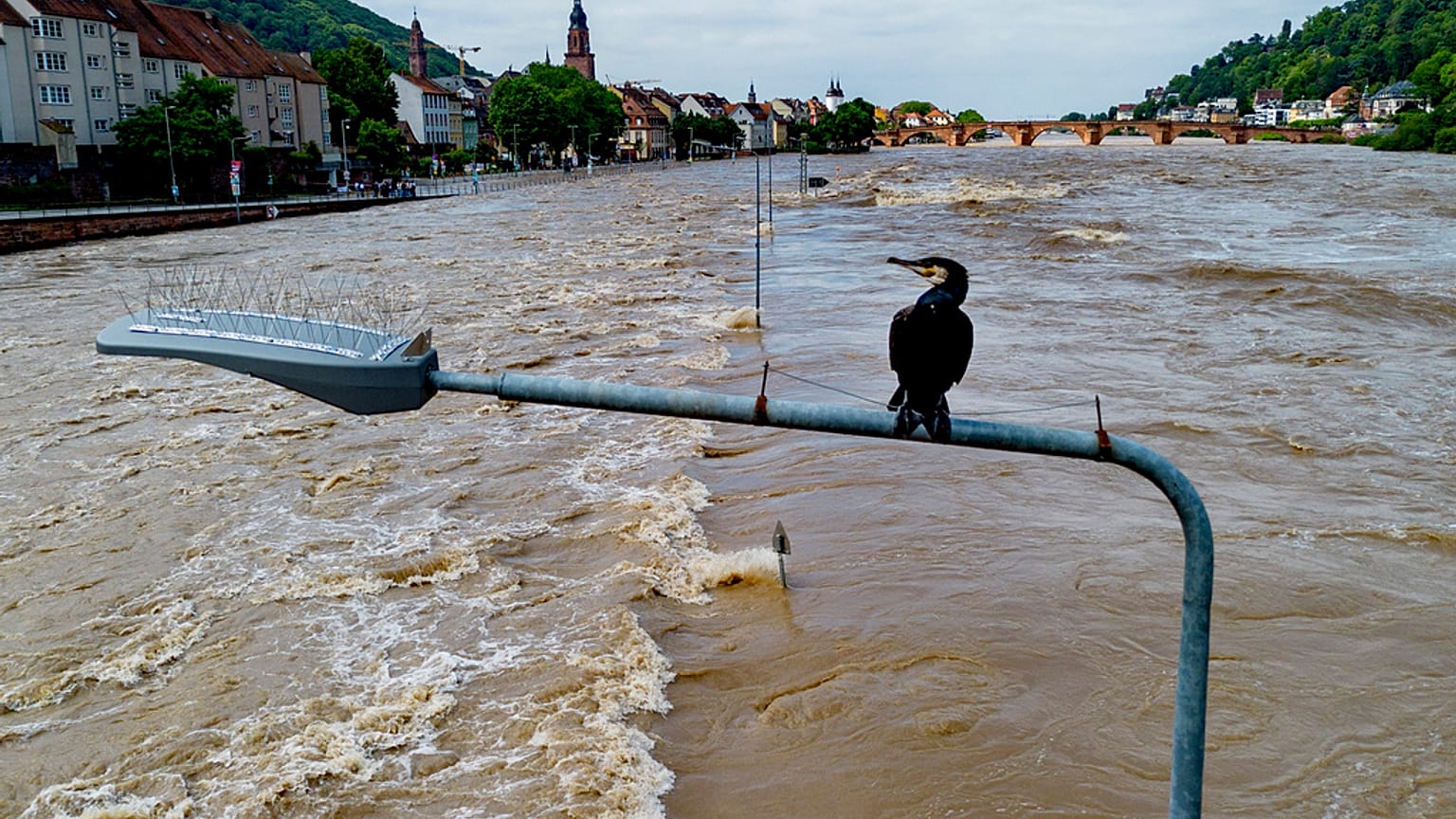 A cormorant sits on a street lamp as the river Neckar has left its banks in Heidelberg, Germany, Monday, June 3, 2024.