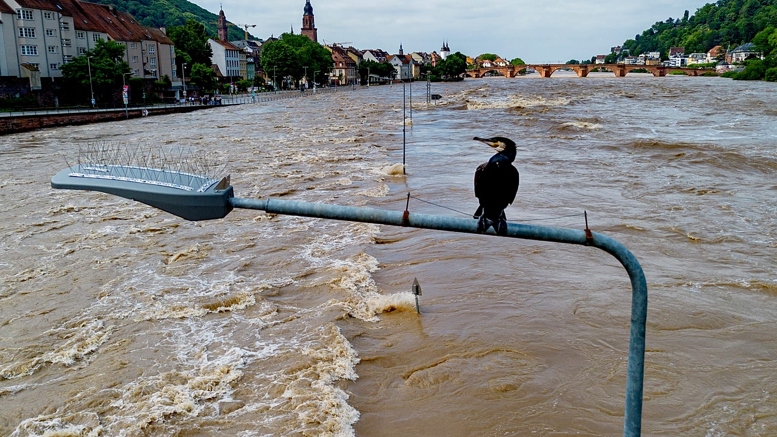 Il fiume Neckar è esondato a Heidelberg, in Germania (3 giugno 2024)