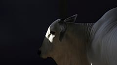 بقرة فياتينا