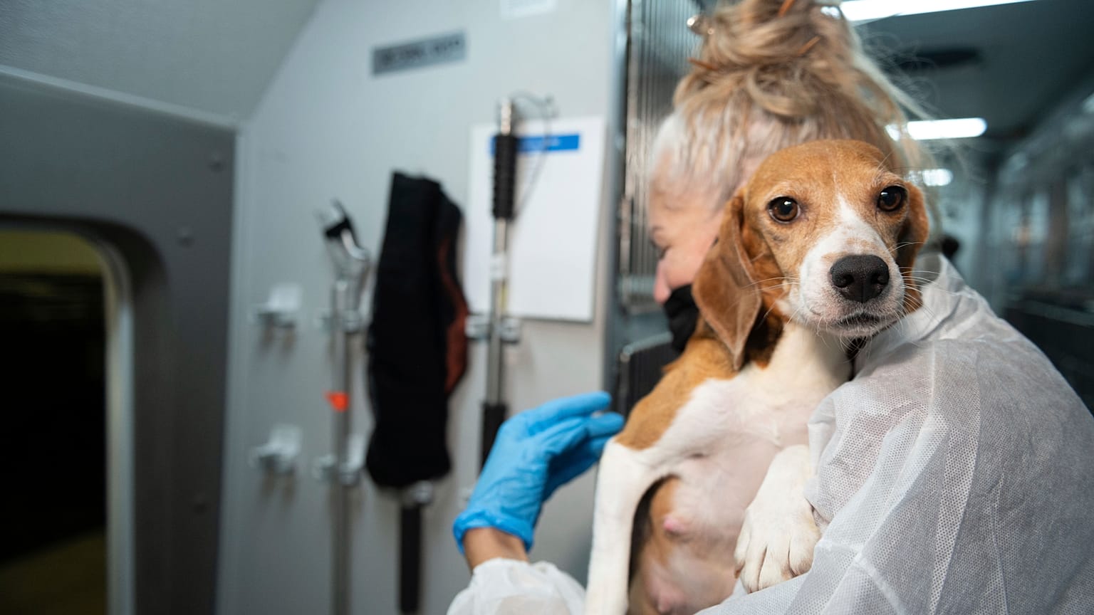 An HSUS Animal Rescue Team member carries a beagle into the organization's care and rehabilitation center in Maryland on July 21, 2022,