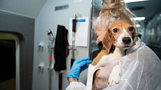 An HSUS Animal Rescue Team member carries a beagle into the organization's care and rehabilitation center in Maryland on July 21, 2022,