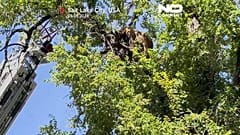 Ein Bär im Baum.