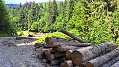 Grumes au bord de la route forestière dans la forêt appartenant à Ingka à Bistricioara, Ceahlău, comté de Neamț.