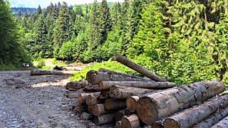 IKEA – крупнейший частный землевладелец в Румынии.