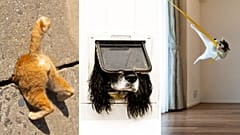 Premios Comedy Pet Photo 2024: Disfrute con los ganadores 