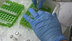 Mit Hilfe von Nanopartikeln wird genetisches Material in die Tumorzellen gebracht,